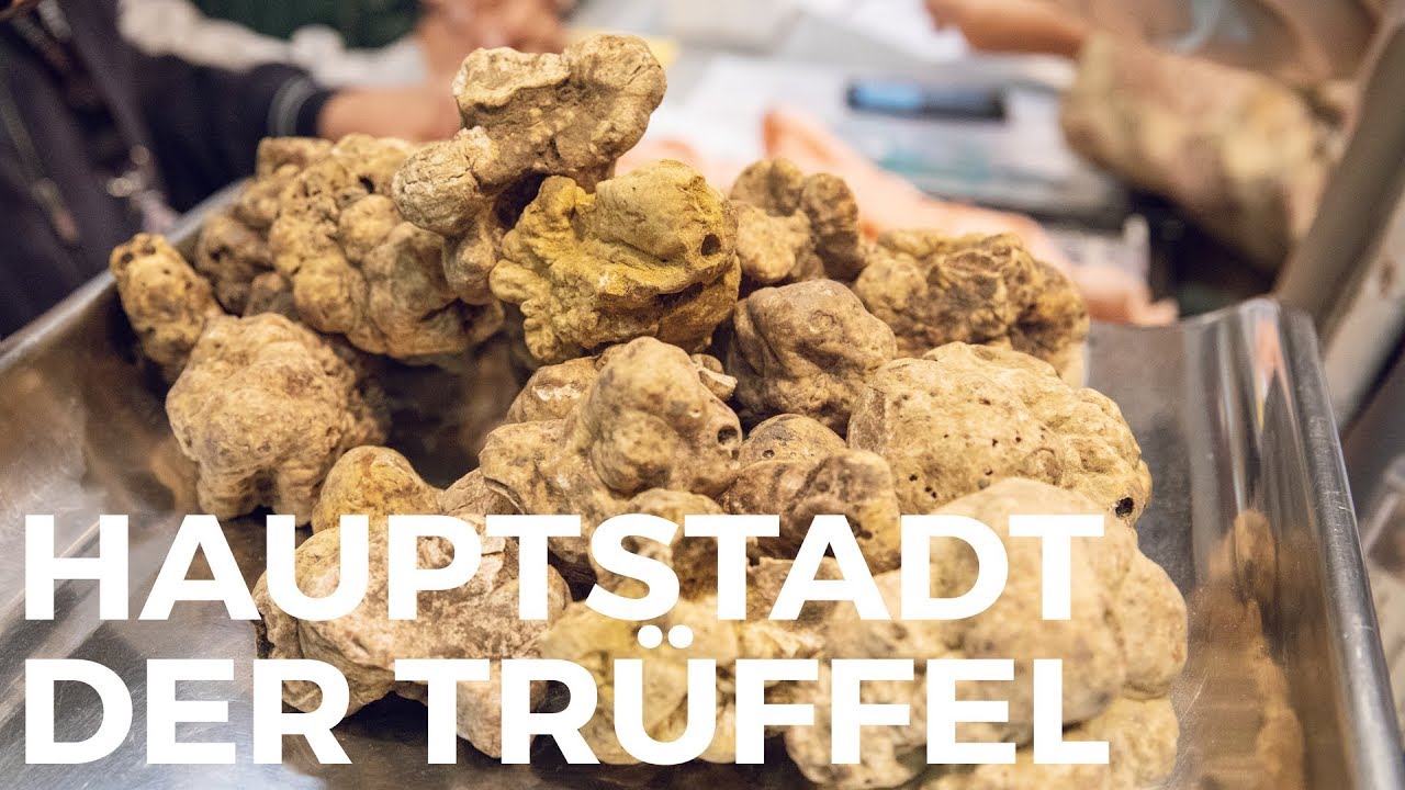 Ein Pilz für 350 Euro! Kulinarische Reise ins Piemont Teil 2 - TRUE FOOD | ellevant