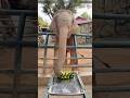 Can an Elephant Eat a Banana? Watch This! 😲 #shorts #elephant #animals #viral