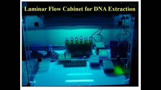 Steps of CTAB Protocol DNA Extraction