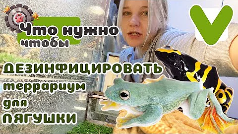 Принципы дезинфекции террариумов для лягушек.