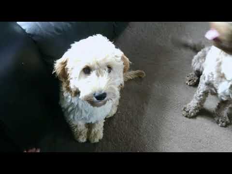 Video: Cavapom