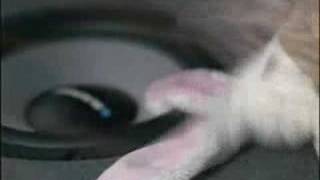 Blaupunkt Commercial with stuffed animals screenshot 2