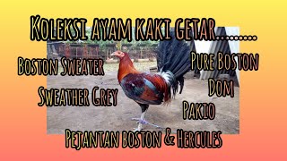 Koleksi ayam kaki getar
