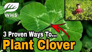 How To Plant Clover For Deer