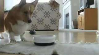 71funny animal! Lovely Dancing Dog