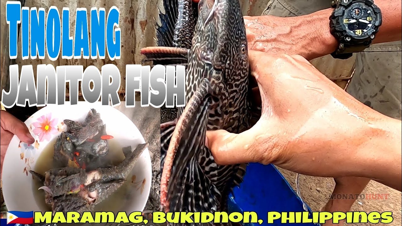 Exotic Foodies Tinolang JANITOR FISH Sinabaw Na Janitor Fish exotic-foodies-tinolang-janitor-fish-sinabaw-na-janitor-fish