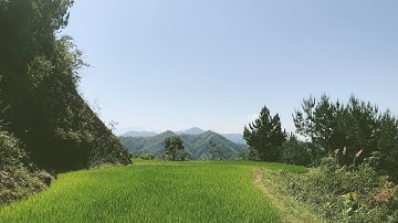 Hồ nước nhỏ nơi ếch sinh sản, nòng nọc đẻ ra và lớn lên - frog tadpole from breeding site