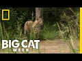 Hunting a Capybara | Big Cat Week