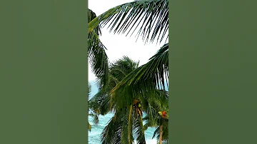 🌴Coconut Trees, Ocean Waves, and Relaxation #shorts