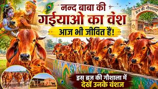 द्वापर युग की एक "गईया" से यहां 800-900 गौवंश मौजूद है | नंद बाबा ने यहां क्यों छोड़ी अपनी गईया 