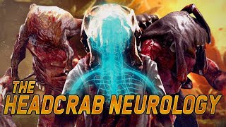Half-Life Head Crabs Zombie Neurology Explored | Lore of Half life 1, 2, and hopefully 3 Explained