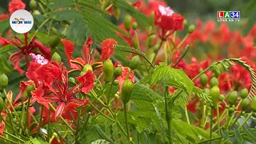 Nhịp sống Muôn màu: Ký ức mùa hè - Đỏ rực một góc trời ILONG AN TV