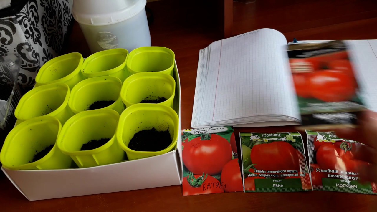 Посев томатов  для раннего урожая/Как и в чем замачиваю семена
