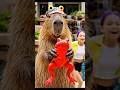 Capybara Gets a Helicopter Reward for Putting Frogs in Dad’s Pond?! #capybara #funny