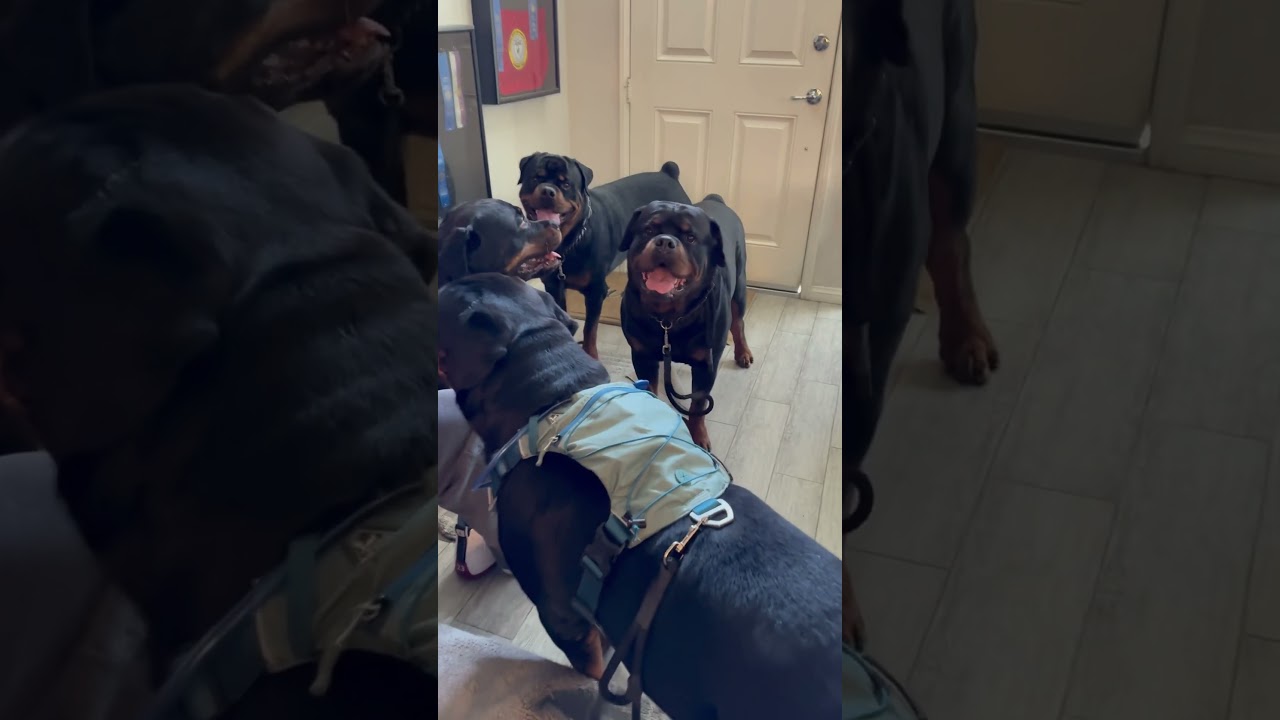 5-летний папаша/дедушка-попугайчик! 😂🐶🐶🐶🐶🐶