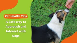 A safe way to approach and Interact with dogs