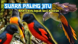 Suara pikat burung mantenan,cocok untuk mikat