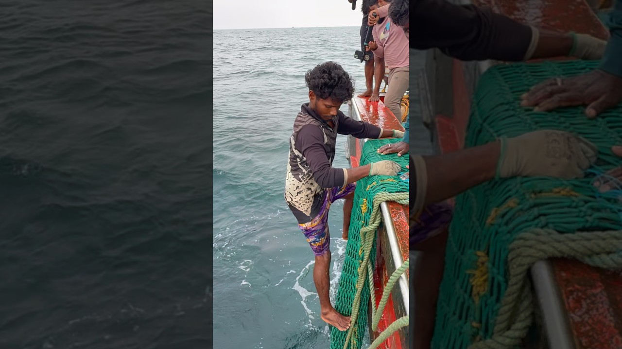“இந்த வலைக்கு அதிஷ்டம் அடிச்சிருக்கு!!Millons of Fish catching in sea!!! #shorts