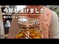 今年もこっそり漬けてました。梅のらっきょう酢漬け！今年は梅も大きく実もふっくら。美味しく出来ました。♪