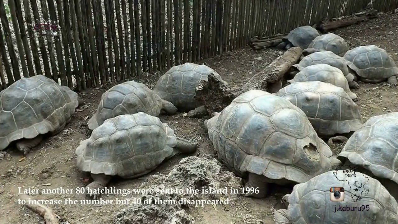 Zanzibar Utalii :Kifahamu Kisiwa Maarufu Na Kivutio Kikubwa #ZANZIBAR Almaarufu Kama 