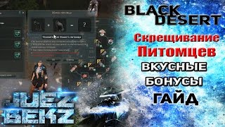Black Desert Гайд: Скрещивание котов Вкусные бонусы.