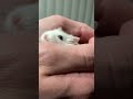 Taro explores the world