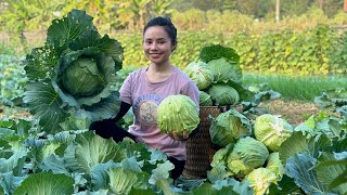 Harvest cabbage garden to sell at market  Cook