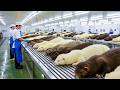 Food Factory Secrets: How Millions of Mink Are Raised & Processed for Fur