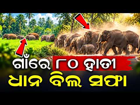 ଗାଁରେ ୮୦ ହାତୀ | Elephant Herd Rampage In Dhenkanal Destroys Crops | Argus News
