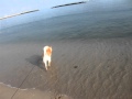須磨海岸で遊ぶ様子2