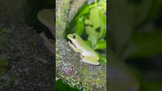 Green tree frog #camping #nature #outdoors #viral #youtubeshorts #wildlife #shorts #viralvideo
