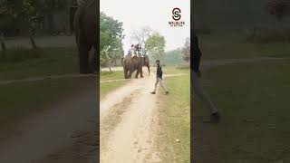 Overexcited Boy Rushes Toward Elephant Group Going for Jungle Safari 🐘🌿