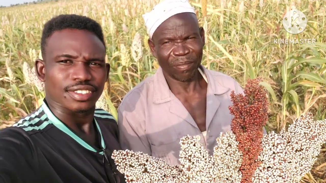 خريف رورو وأحمر رورو ~~ 2025م - 2026م