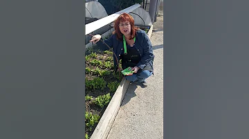 Щавель будет 15 лет расти на одном месте!
