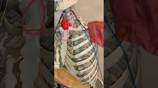 Head’s Zones and Mackenzie Zones Explained: Visceral Reflex Arcs