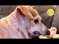 Dog Can’t Stop Asking for Kisses During Interview 🥺💋 | Cutest Moment Ever! | Tails_H2Me