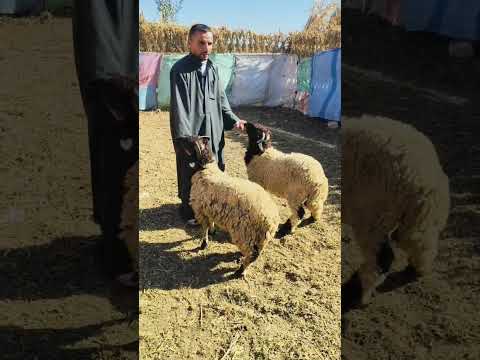 ياعم طلع الغنم بره مينفعش كدااا تااابع01273231279