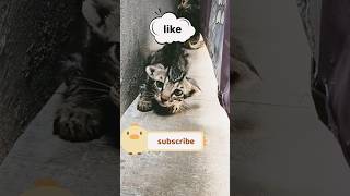 animal lover Billi ke bacche rescue part 1#shortvideo