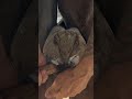 Satisfying Frog &amp; Sole Trimming #shorts  #farrier #satisfying #asmr