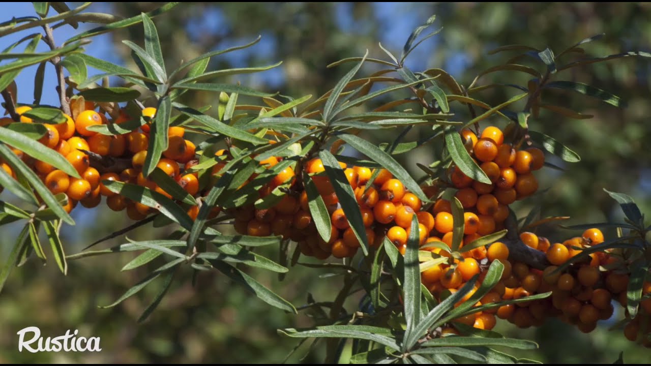 La culture de l’argousier YouTube