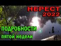 Нерест 2022 - подробности пятой недели