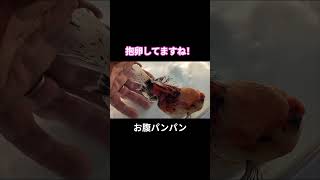 【金魚】魚が抱卵の影響で、お腹がパンパンです！ #熊本 #shorts #short