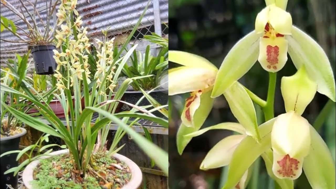 Địa lan mạc thu (tứ thời) ra hoa ở muôn nơi | vườn lan nhỏ 