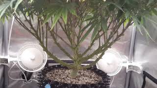 Seedsman Black Sugar Grow - Flower Day Seven
