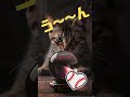 猫の占いで2025年MLB優勝チームを予想してみた#大谷翔平 #cat #ねこ #猫のいる暮らし #ドジャーズ #ネコ#short #にゃんこ #猫 #猫のいる生活 #癒し#猫動画#山本由伸