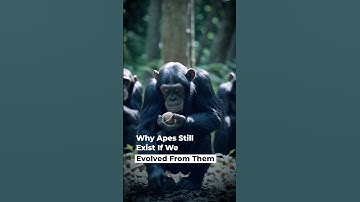 Why Apes Still Exist If We Evolved From Them