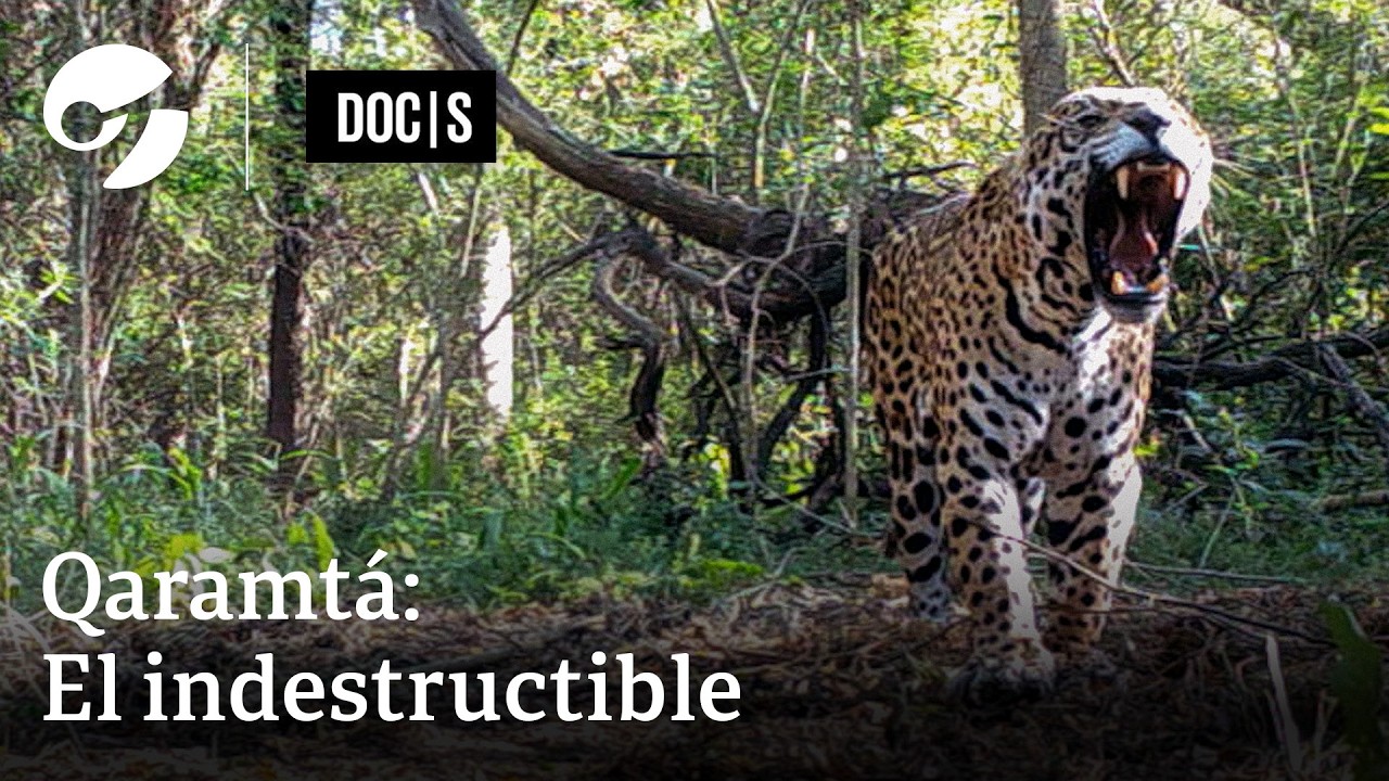 QARAMTÁ, el INDESTRUCTIBLE YAGUARETÉ que REPOBLÓ el IMPENETRABLE 🐆