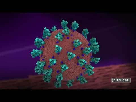 Video: Why Does Soap Fight Coronavirus?