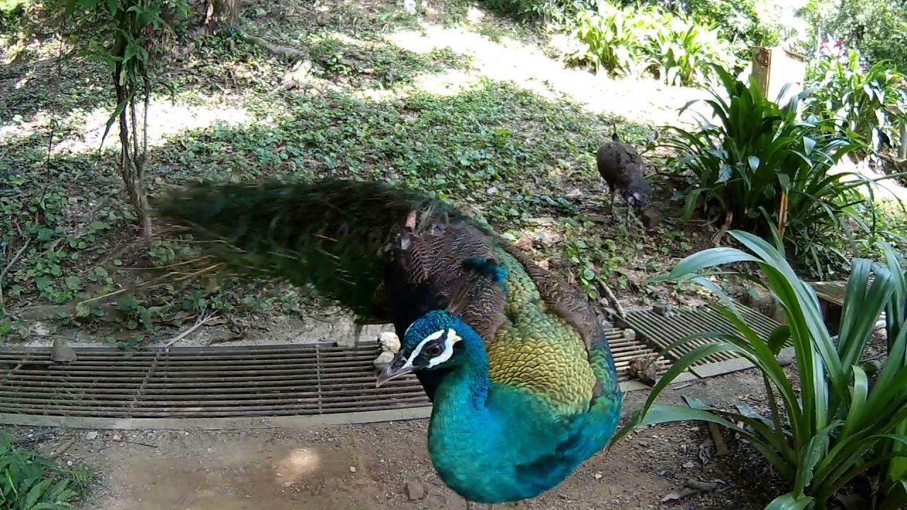 camera iphone 8 plus apk Amazing Beautiful Peacocks at the Kuala Lumpur Bird Park, Malaysia: HD Action Camera
