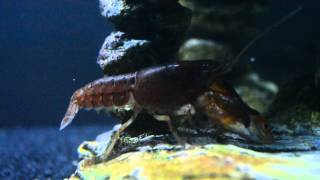 Crayfish Eating A Live Goldfish